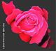 queen_persia's Avatar