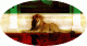 Team Melli Fan's Avatar